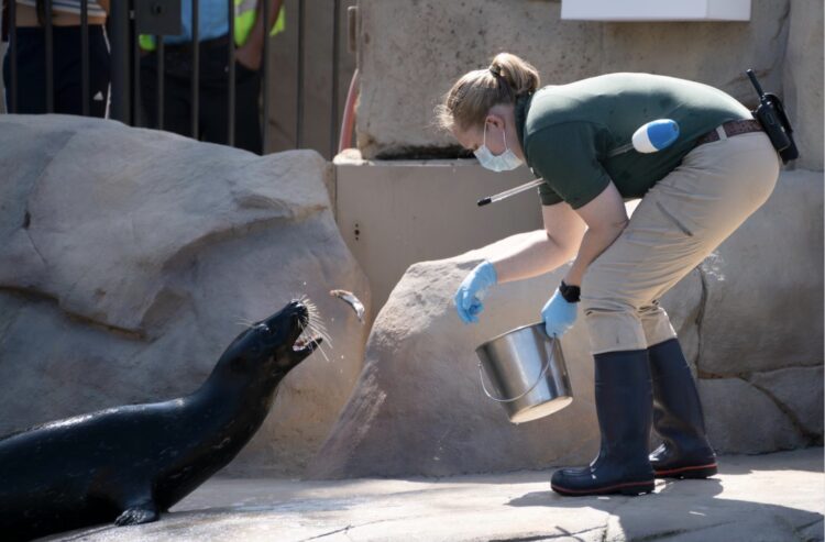 training the seals
